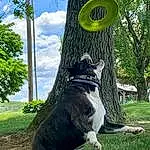 Plant, Dog, Green, Tree, Sky, Carnivore, Cloud, Collar, Automotive Tire, Grass, Fawn, Felidae, Companion dog, Dog breed, Tail, Trunk, Small To Medium-sized Cats, Whiskers, Dog Collar