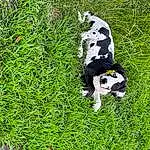 Dog, Dog breed, Plant, Dalmatian, Carnivore, Grass, Groundcover, Working Animal, Companion dog, Grassland, Tail, Canidae, Terrestrial Plant, Dairy Cow, Pasture, Terrestrial Animal, Non-sporting Group, Working Dog