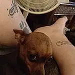 Head, Dog, Dog breed, Carnivore, Ear, Companion dog, Fawn, Chihuahua, Whiskers, Comfort, Toy Dog, Snout, Couch, Canidae, Furry friends, Chest, Human Leg, Tattoo, Temporary Tattoo