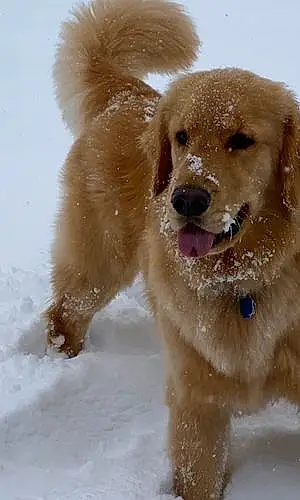 Name Golden Retriever Dog Ripley