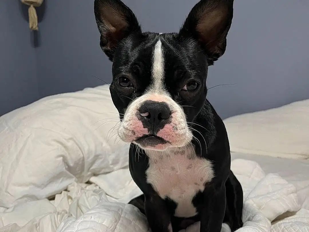 Dog, Dog breed, Ear, Comfort, Carnivore, Collar, Fawn, Companion dog, Whiskers, Snout, Boston Terrier, Working Animal, Dog Collar, Canidae, Carmine, Furry friends, Non-sporting Group, French Bulldog, Bulldog