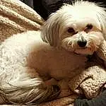 Dog, Dog breed, Carnivore, Companion dog, Fawn, Toy Dog, Snout, Working Animal, Liver, Small Terrier, Comfort, Terrier, Furry friends, Dog Supply, Shih Tzu, Canidae, Mal-shi, Maltepoo, Puppy love