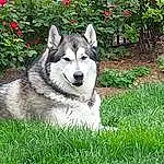 Plant, Dog, Dog breed, Carnivore, Grass, Flower, Sled Dog, Snout, Groundcover, Companion dog, Pet Supply, Furry friends, Wolf, Canidae, Terrestrial Animal, Working Dog, Working Animal, Tail, Ancient Dog Breeds