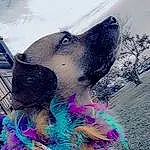Dog, Sky, Carnivore, Pink, Working Animal, Fawn, Magenta, Grass, Companion dog, Snout, Electric Blue, Happy, Dog breed, Tree, Furry friends, Winter, Freezing, Fashion Accessory, Guard Dog, Canidae