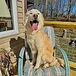 Dog, Dog breed, Carnivore, Window, Fawn, Companion dog, Tree, Snout, Pet Supply, Wood, Sky, Furry friends, Tail, Canidae, Dog Supply, Collar, Chair, Paw, House