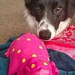 Dog, Carnivore, Dog Supply, Dog breed, Toy, Companion dog, Whiskers, Snout, Stuffed Toy, Comfort, Herding Dog, Furry friends, Border Collie, Working Animal, Magenta, Pattern, Dog Clothes, Plush, Working Dog