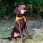 Dog, Plant, Carnivore, Dog breed, Hat, Fawn, Working Animal, Grass, Liver, Dog Clothes, Companion dog, Hound, Personal Protective Equipment, Dog Supply, Tail, Tree, Guard Dog, Woodland, Canidae