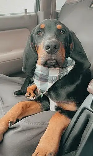 Name Coonhound Dog Beau