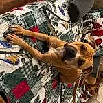 Dog, Sunglasses, Carnivore, Comfort, Dog Supply, Wood, Fawn, Eyewear, Plaid, Companion dog, Dog breed, Linens, Couch, Pattern, Human Leg, Art, Thigh, Selfie, Furry friends