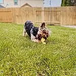 Dog, Dog breed, Carnivore, Plant, Grass, Fawn, Companion dog, Water Dog, Fence, Toy Dog, Lawn, Tail, Terrier, Grassland, Groundcover, Small Terrier, Garden, Canidae, Yard