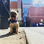 Dog, Dog breed, Asphalt, Carnivore, Road Surface, Companion dog, Fawn, Toy Dog, Building, Waste Container, Terrier, Sky, Small Terrier, Sidewalk, Electric Blue, Road, Canidae, City