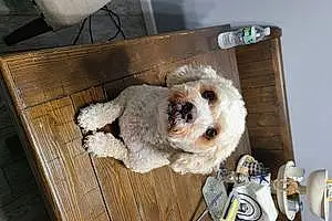 Poodle Dog Toby