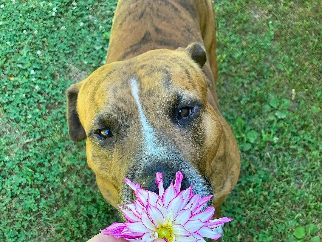 Flower, Dog, Plant, Carnivore, Grass, Petal, People In Nature, Fawn, Groundcover, Companion dog, Dog breed, Whiskers, Annual Plant, Happy, Flowering Plant, Guard Dog, Grassland, Terrestrial Animal, Working Dog, Garden