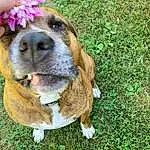 Dog, Plant, Carnivore, Dog breed, Fawn, Grass, Companion dog, Liver, Collar, Flower, Snout, Whiskers, Wrinkle, Furry friends, Petal, Working Animal, Working Dog, Canidae, Terrestrial Animal