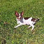Dog, Dog breed, Carnivore, Fawn, Grass, Companion dog, Snout, Groundcover, Tail, Terrestrial Animal, Canidae, Chihuahua, Carmine, Grassland, Whiskers, Plant
