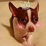 Head, Dog, Dog breed, Carnivore, Working Animal, Ear, Whiskers, Chihuahua, Companion dog, Tableware, Fawn, Toy Dog, Terrestrial Animal, Canidae, Furry friends, Dessert, Non-sporting Group, Dog Supply, Puppy