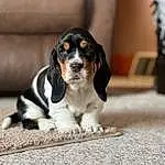 Dog, Carnivore, Dog breed, Companion dog, Whiskers, Scent Hound, Houseplant, Terrestrial Animal, Bored, Canidae, Flowerpot, Working Animal, Furry friends, Working Dog, Couch, Paw, Hunting Dog, Hound