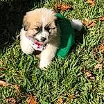 Dog, Dog breed, Carnivore, Grass, Companion dog, Fawn, Toy Dog, Snout, Plant, Lawn, Canidae, Furry friends, Whiskers, Groundcover, Dog Supply, Ancient Dog Breeds, Terrestrial Animal, Japanese Chin, Pekingese