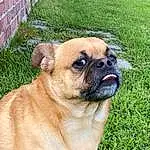 Dog, Carnivore, Dog breed, Grass, Plant, Companion dog, Fawn, Snout, Wrinkle, Pug, Brickwork, Fence, Brick, Canidae, Home Fencing, Whiskers, Working Animal, Non-sporting Group, Working Dog