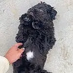 Dog, Dog breed, Carnivore, Companion dog, Working Animal, Liver, Toy Dog, Snout, Paw, Terrier, Furry friends, Tail, Water Dog, Canidae, Terrestrial Animal, Claw, Yorkipoo, Dog Supply, Scottish Terrier