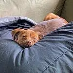 Dog, Comfort, Carnivore, Dog breed, Liver, Fawn, Companion dog, Whiskers, Terrestrial Animal, Snout, Linens, Bedding, Furry friends, Canidae, Working Animal, Duvet, Nap, Bed, Puppy