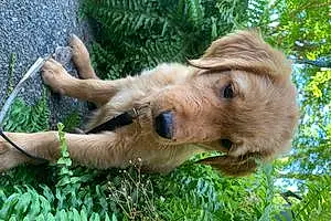 Name Golden Retriever Dog Huckleberry