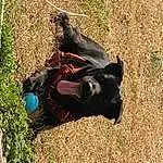 Dog, Working Animal, Carnivore, Plant, Grass, Dog breed, Companion dog, Dog Supply, Personal Protective Equipment, Recreation, Adventure, Grassland, Hat, Tail, Guard Dog, Soil, Leisure, Hunting Dog, Non-sporting Group