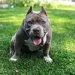 Dog, Dog breed, Canidae, American Pit Bull Terrier, American Staffordshire Terrier, Pit Bull, Carnivore, Snout, Grass, Non-sporting Group, Staffordshire Bull Terrier, Bull And Terrier, Fawn, Rare Breed (dog), Companion dog, Plant, Terrier