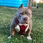 Dog, Dog breed, Canidae, American Pit Bull Terrier, American Staffordshire Terrier, Snout, Pit Bull, Carnivore, Grass, Non-sporting Group, Staffordshire Bull Terrier, Fawn, Rare Breed (dog), Terrier, Bull And Terrier, Companion dog, Adventure