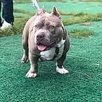 Dog, Dog breed, Canidae, American Pit Bull Terrier, American Staffordshire Terrier, Pit Bull, Grass, Carnivore, Snout, Bull And Terrier, Staffordshire Bull Terrier, Non-sporting Group, Fawn, Rare Breed (dog), Companion dog, Terrier