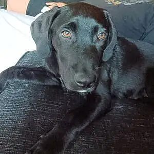 Name Labrador Retriever Dog Harley