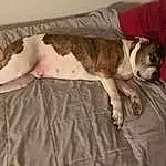 Dog, Comfort, Carnivore, Dog breed, Fawn, Companion dog, Couch, Snout, Hardwood, Linens, Tail, Wood, Working Animal, Furry friends, Room, Toy Dog, Duvet, Paw, Bedding