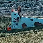 Dog, Fence, Carnivore, Mesh, Fawn, Companion dog, Dog Supply, Dog breed, Pet Supply, Grass, Snout, Wire Fencing, Road Surface, Electric Blue, Chain-link Fencing, Pattern, Tail, Shadow, Sidewalk