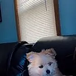 Dog, Furniture, Couch, Dog breed, Carnivore, Comfort, Window Blind, Spitz, Companion dog, Fawn, Toy Dog, German Spitz, Snout, Ball, Window, Window Treatment, Whiskers, Canidae, Working Animal