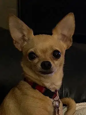 Chihuahua Dog Sunny