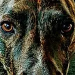 Dog, Eyes, Dog breed, Carnivore, Whiskers, Fawn, Terrestrial Animal, Working Animal, Snout, Street dog, Furry friends, Canidae, Guard Dog, Treeing Tennessee Brindle, Working Dog, Plott Hound, Hunting Dog, Ancient Dog Breeds