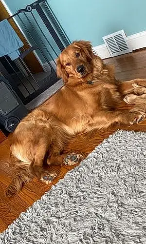 Golden Retriever Dog Gracie