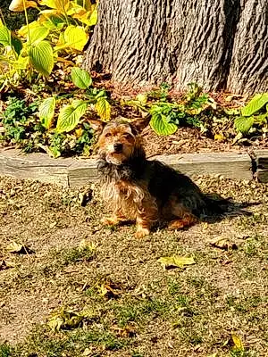 Yorkshire Terrier Dog Pearl