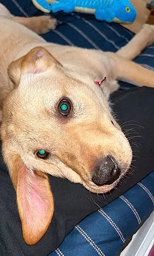 Labrador Retriever Dog Hutch