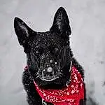 Dog, Snow, Dog breed, Carnivore, Collar, Whiskers, Working Animal, Snout, Dog Collar, Felidae, Art, Small To Medium-sized Cats, Tail, Furry friends, Canidae, Black & White, Winter, Companion dog, Herding Dog