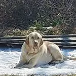 Dog, Dog breed, Carnivore, Plant, Fawn, Companion dog, Snout, Winter, Grass, Canidae, Gun Dog, Terrestrial Animal, Snow, Whiskers, Furry friends, Working Dog, Hunting Dog