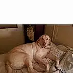 Dog, Comfort, Carnivore, Dog breed, Fawn, Companion dog, Liver, Working Animal, Snout, Font, Art, Screenshot, Photo Caption, Canidae, Paw, Room, Terrestrial Animal, Linens, Bedding