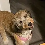 Dog, Carnivore, Dog breed, Companion dog, Working Animal, Wood, Snout, Terrier, Liver, Furry friends, Mesh, Small Terrier, Pet Supply, Dog Collar, Labradoodle, Collar, Airedale Terrier, Welsh Terrier
