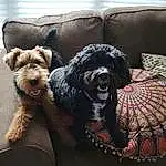 Dog, Furniture, Couch, Dog Supply, Carnivore, Dog breed, Comfort, Companion dog, Living Room, Working Animal, Window Blind, Water Dog, Terrier, Toy Dog, Furry friends, Liver, Pattern, Pillow, Guard Dog