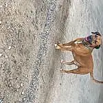 Dog, Dog breed, Carnivore, Fawn, Recreation, Working Animal, Canidae, Concrete, Soil, Shadow, Tar, Elbow, Asphalt, Sand, Road Surface, Art, Human Leg, Beach, Hunting Dog