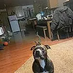 Dog, Table, Grey, Dog breed, Carnivore, Working Animal, Fawn, Companion dog, Chair, Boston Terrier, Whiskers, Snout, Hardwood, House, Desk, Wood