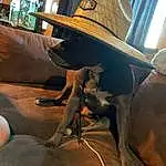 Hat, Working Animal, Wood, Sun Hat, Dog, Fawn, Carnivore, Automotive Tire, Curtain, Snout, Cowboy Hat, Fashion Accessory, Metal, Vehicle Door, Fun, Automotive Wheel System, Room, Sombrero, Vroom Vroom, Automotive Exterior