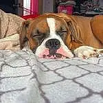 Dog, Dog breed, Carnivore, Companion dog, Fawn, Window, Dog Supply, Working Animal, Comfort, Snout, Wrinkle, Canidae, Wood, Pet Supply, Animal Shelter, Ball, Whiskers