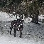 Dog, Carnivore, Working Animal, Dog breed, Tree, Fawn, Snow, Pet Supply, Collar, Snout, Plant, Leash, Black & White, Monochrome, Winter, Tail, Dog Supply, Dog Collar, Guard Dog