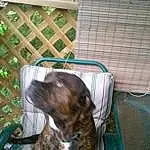 Dog, Carnivore, Liver, Dog breed, Fawn, Companion dog, Pet Supply, Working Animal, Tail, Animal Shelter, Dog Supply, Gun Dog, Furry friends, Dog Crate, Treeing Tennessee Brindle, Canidae, Non-sporting Group, Mesh, Fence